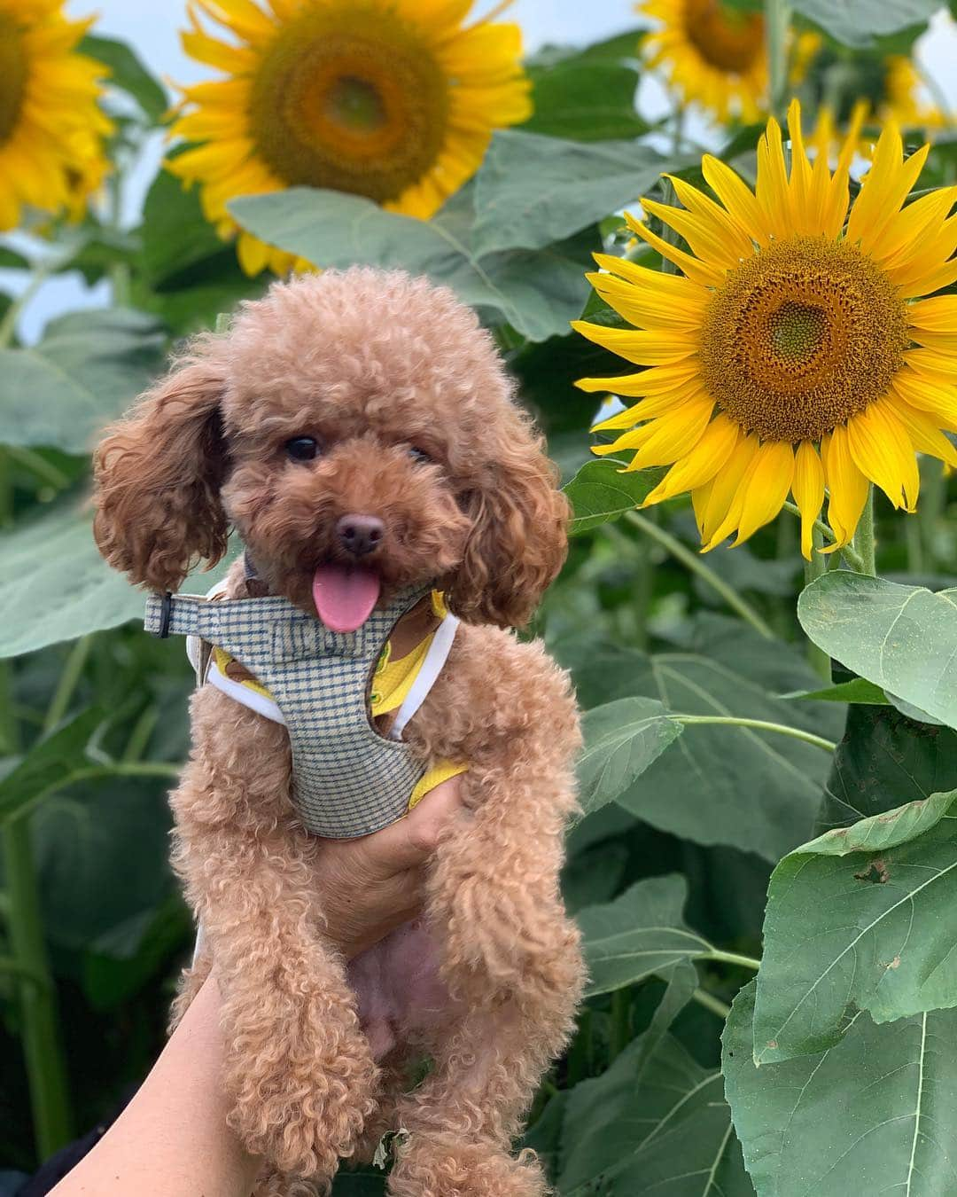 優ひかるさんのインスタグラム写真 - (優ひかるInstagram)「先日山梨で有名なハイジの村﻿ ヒマワリ畑🌻に行って来ました✨﻿ 広大な土地にヒマワリが咲いていて﻿ 観光客の方も沢山いらしてました✨﻿ ﻿ 綺麗で一面ひまわりが咲いていて﻿ 観に行って良かった‼️﻿ ﻿ 初めて行ったんですが、﻿ 畑が沢山ありまして順番に﻿ ヒマワリが咲いていくのです✨﻿ ﻿ 最近は更に暑さが増してきて﻿ 寝苦しい日々ですが…﻿ 皆様体調は、大丈夫ですか？？﻿ ﻿ しっかり水分を補給をして﻿ 元気楽しく夏を過ごしましょう✨﻿ ﻿ ﻿ #向日葵##ハイジの村﻿ #山梨#北杜市#やまなし大使﻿ #夏本番#ぺろ#トイプードル﻿ #ぺろすたぐらむ#今日もお洋服ははちさん﻿ #ひまわり畑にもたくさんはちさんいました。﻿ #女の子#犬好きの方と繋がりたい﻿」8月1日 19時37分 - hikaru_yu