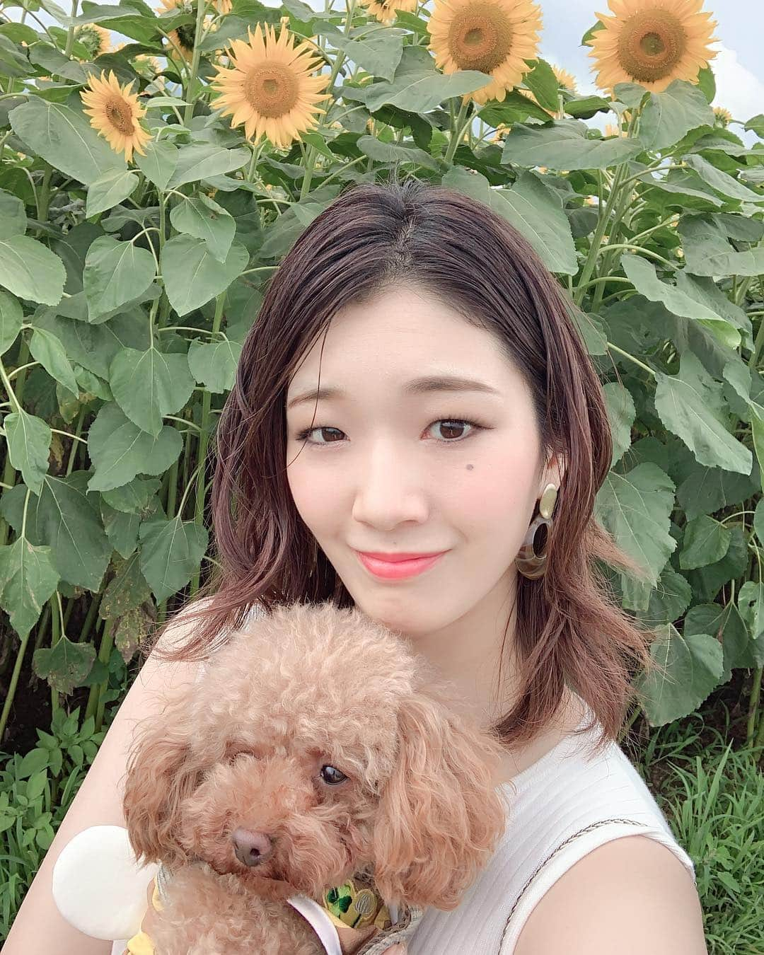 優ひかるさんのインスタグラム写真 - (優ひかるInstagram)「先日山梨で有名なハイジの村﻿ ヒマワリ畑🌻に行って来ました✨﻿ 広大な土地にヒマワリが咲いていて﻿ 観光客の方も沢山いらしてました✨﻿ ﻿ 綺麗で一面ひまわりが咲いていて﻿ 観に行って良かった‼️﻿ ﻿ 初めて行ったんですが、﻿ 畑が沢山ありまして順番に﻿ ヒマワリが咲いていくのです✨﻿ ﻿ 最近は更に暑さが増してきて﻿ 寝苦しい日々ですが…﻿ 皆様体調は、大丈夫ですか？？﻿ ﻿ しっかり水分を補給をして﻿ 元気楽しく夏を過ごしましょう✨﻿ ﻿ ﻿ #向日葵##ハイジの村﻿ #山梨#北杜市#やまなし大使﻿ #夏本番#ぺろ#トイプードル﻿ #ぺろすたぐらむ#今日もお洋服ははちさん﻿ #ひまわり畑にもたくさんはちさんいました。﻿ #女の子#犬好きの方と繋がりたい﻿」8月1日 19時37分 - hikaru_yu