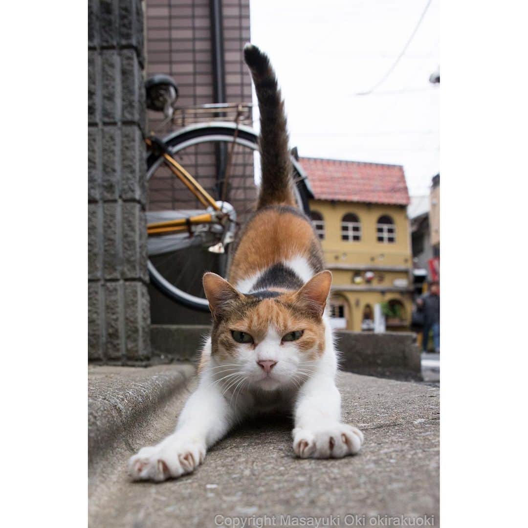 Masayukiさんのインスタグラム写真 - (MasayukiInstagram)「ほねちゃん、のびー。  #cat #ねこ」8月1日 19時50分 - okirakuoki