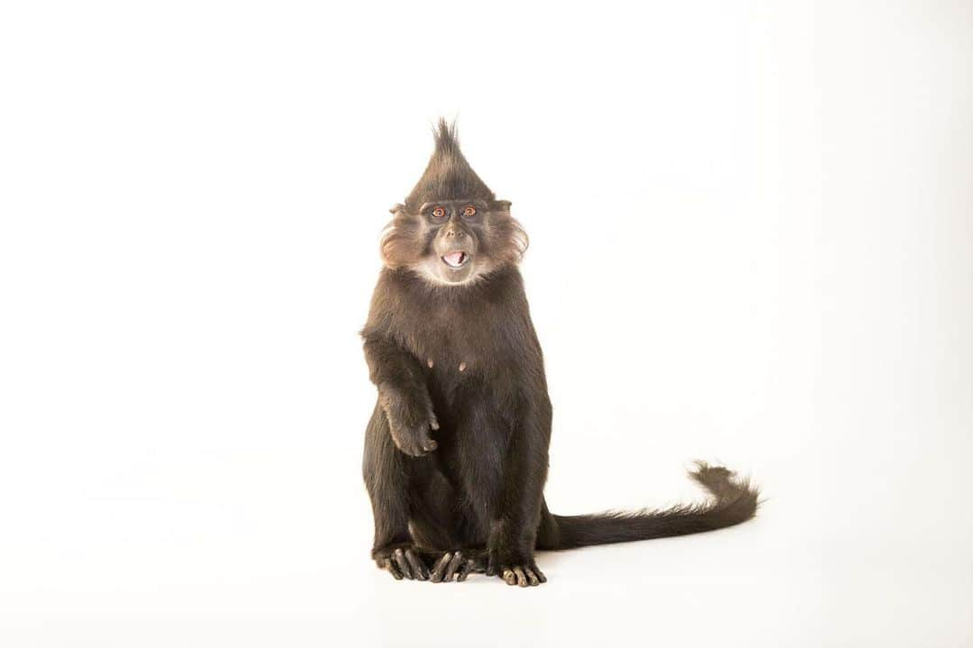 Joel Sartoreさんのインスタグラム写真 - (Joel SartoreInstagram)「Meet the black crested mangabey photographed @chattanoogazoo. Known for their long whiskers and pointy hairdo, adult male mangabeys are also the kings of what researchers call the “whoop-gobble”. This is a unique call used by these monkeys - the whoop gets the attention of other mangabeys in the area, and the gobble tells everyone who and where he is. Mangabeys spend a lot of their time moving from tree to tree in search of flowers that provide a sweet nectar treat. This feeding behavior makes them important forest residents, earning them the status of pollinators and seed dispersers, responsible for maintaining the health of the ecosystem. Unfortunately, these monkeys are among the first residents to disappear from forests close to human settlements, and because mangabeys are such fruit lovers, they tend to raid fruit plantations and are often seen as pests. Finding ways to reduce tensions between humans and mangabeys will play a key role in this species’ survival. #mangabeyawarenessday #funkyhair #whiskers #blackcrestedmangabey #monkey #primate #pollinator #seeddisperser #coexistence #PhotoArk #savetogether」8月1日 19時46分 - joelsartore