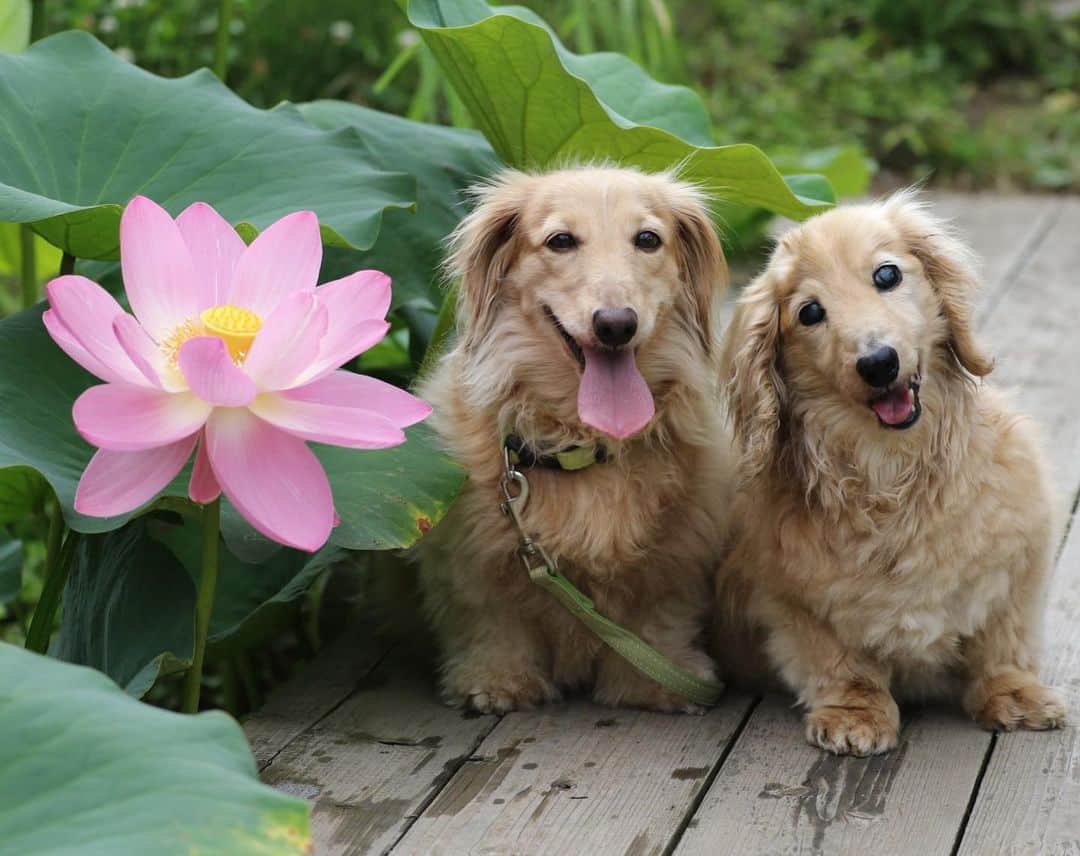 ハッチ＆ニコのインスタグラム：「🐶🐶世界遺産の中尊寺から株分けされた古代蓮 #lotus #蓮 #カメラ嫌い同好会 #pecoいぬ部 #犬の生活が第一 #癒しわんこ #dachshund #犬バカ部 #短足部 #ふわもこ部 #tokyocameraclub #東京カメラ部」