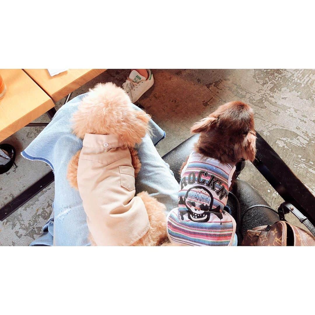 七瀬美月さんのインスタグラム写真 - (七瀬美月Instagram)「aneacafe白金店初♡ . 螺旋階段が恐怖だったけど 店内オシャレで好き✨💓 .  犬さん達ササミ食べてからは 暇そうにしてたw🐶💤 .まったり主婦会💓 たくさん話せてゆっくり出来た☺️☕︎🌱 .  #オシャレなカフェ#白金#ランチ#肉 #dogcafe #dog#cafe#チワワ#ドッグカフェ #主婦会#お茶会#夏#夏バテ#タイニープードル #aneacafe #aneacafe白金#チワワ#code」8月1日 20時24分 - yskwask1114