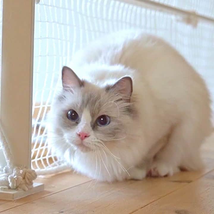 マアルのインスタグラム：「モグさん #🐈 #猫好きさんと繋がりたい #北海道 #旭川市 #ペットホテル #ラグドール」