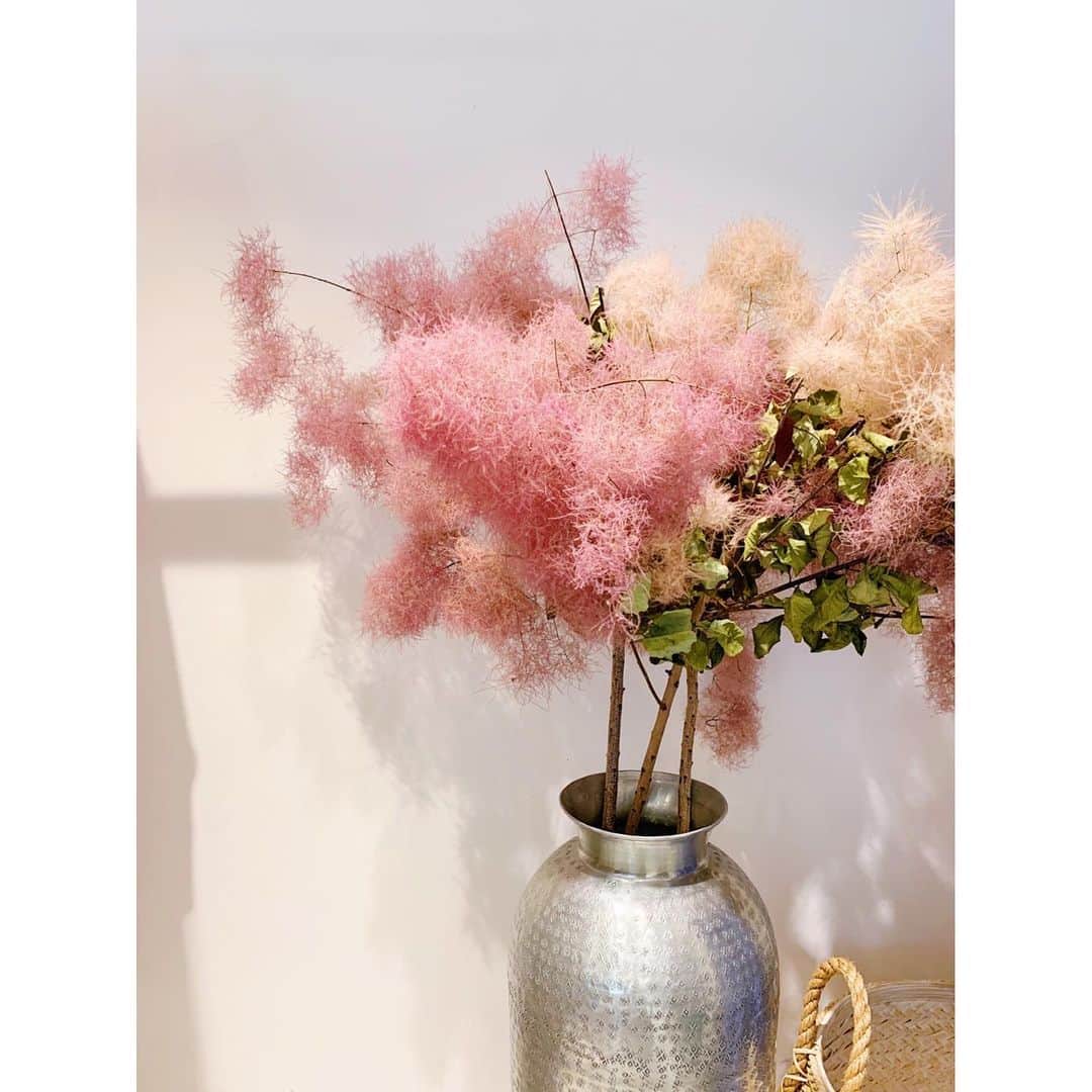 川島幸恵さんのインスタグラム写真 - (川島幸恵Instagram)「💓☁️💓☁️💓﻿ ﻿ #smoketree﻿ #pink﻿ #green﻿ #flowers﻿ #dryflower﻿ #summerblooms﻿ ﻿」8月1日 20時32分 - sachie118