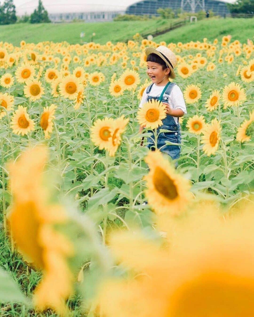 タビスルキッズのインスタグラム：「こんばんは😊 現在、「夏」を楽しんでいるお写真・動画を募集中です✨ 本日の #タビスルキッズ はこちら💕 📷@nonchorinさん 🚩神奈川県・平塚市「イシックス 馬入のお花畑」 🎙ご本人コメント ひまわり畑🌻に 行ってきました。 . 昨日、 今にも降り出しそうな どんより曇り空の中、 夏を求めて行ってしまった😂 ひまわり畑🌻。 . 向かう途中から ポツポツ降り出し☔️ 結局小雨が  降ったり止んだりする中の ひまわり🌻！ なんて斬新なっ😲 . . 気温は充分高いので 蒸し蒸し暑いったら！ . と、言う事で この後は毎度恒例、 水遊びに直行しました🏊‍♂️ . ﻿﻿﻿﻿﻿＊＊＊＊＊＊ ひまわりに囲まれて、最高の笑顔ですね😆 いつも、素敵なお写真ありがとうございます🌻」