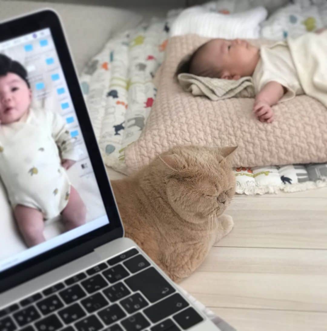 濱中鮎子のインスタグラム：「私はなかなかパソコンまで辿り着きませんが😂、少しずつ日中のリズムが出来てきたお嬢は昼間覚醒中の時も穏やかにアウアウ何か話してます。  チャイにぃは、仕方なく子守に参戦なさってました。 * 「こいつが寝たら甘えられる」  お坊、心のぼやき。  #チャイ坊とお嬢 #チャイ坊の子守録  #cat #ネコ #小心者の親分 #チャイ坊 #チャイ #chai #britishshorthair #ブリティッシュショートヘア #クラッシュフェイス #ぶチャイく #愛の交歓」