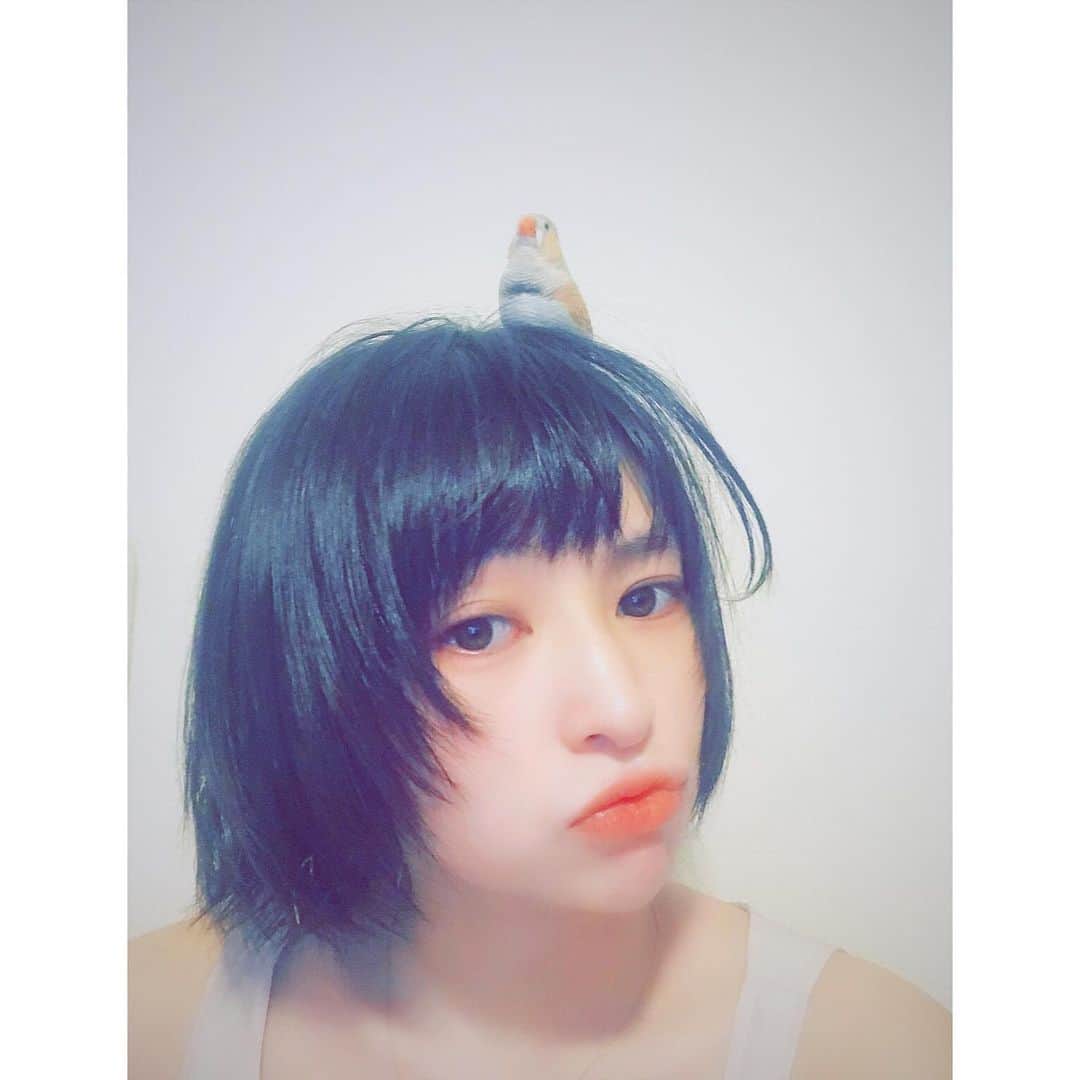 日南響子（珠麟）さんのインスタグラム写真 - (日南響子（珠麟）Instagram)「暑いので髪の量減らしましたっ サイドがウルフみたいになった…🧠 風呂上がりなので ボサボサなのは許してね💡 ぺぺ君は写りたがり📷」8月1日 20時49分 - kyooko_hinami_official