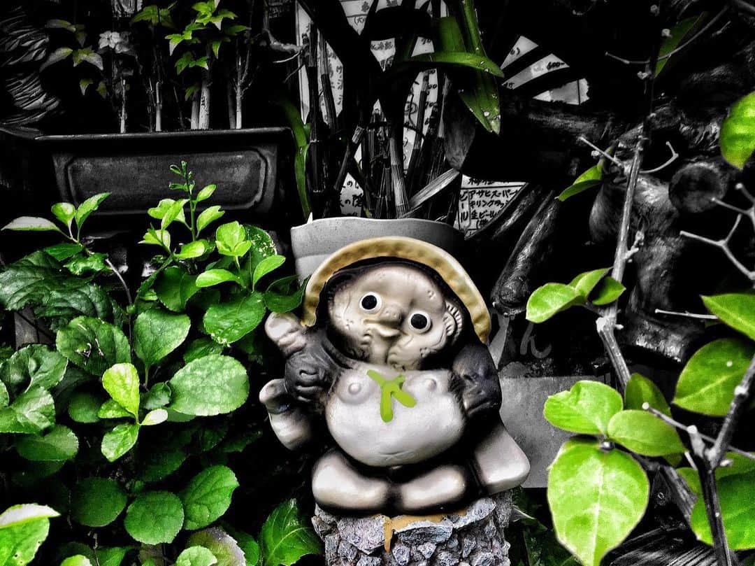 のインスタグラム：「. . #街角狸 . . Tokyo, Japan. . #狸 #タヌキ #たぬき #tanuki #raccoon」