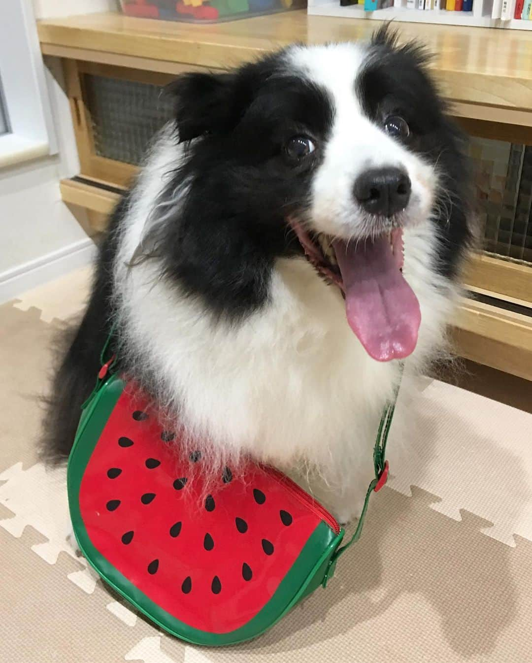 犬バカ部宣伝部長さんのインスタグラム写真 - (犬バカ部宣伝部長Instagram)「🍉Water melon bag. 🤣💕﻿ これ300円🐼💕買っちゃうよね🍉﻿ 見てて元気になれる😙💕﻿ ﻿ #犬バカ部﻿ #bordercollie﻿ #ボーダーコリー ﻿ #夏の風物詩」8月1日 20時57分 - umetaturou