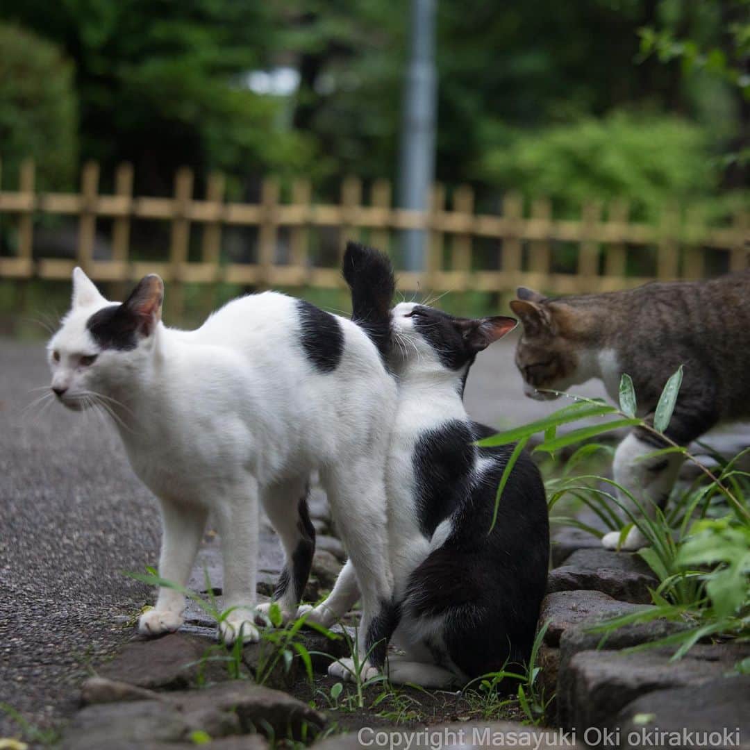 Masayukiさんのインスタグラム写真 - (MasayukiInstagram)「0距離。  おはようございます。 Good morning from Tokyo Japan ☀️ #cat #ねこ」8月2日 8時45分 - okirakuoki