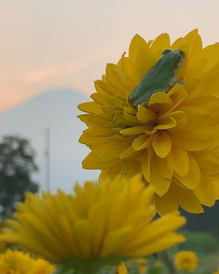 のインスタグラム：「. 🤩🤩“Shizuoka” prefecture in Japan is a place where you can see the most “phantastic” Mt. Fuji🗻 in the world.🤩 #富士山 #mtfuji #japan #shizuoka #fujinomiya  #phantastic420photography #mostphantasticmtfuji #selamatpagi  #goodmorning  #おはようございます 😇😇😇😇😇😇😇🗻😇😇 今朝は地味に出てました🐸そろそろド派手なのきて欲しいなぁ〜🤣」