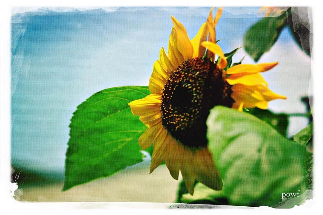 anemone_69のインスタグラム：「. #ひまわり 🌻 . . #DreamCanvas_powf . . .」