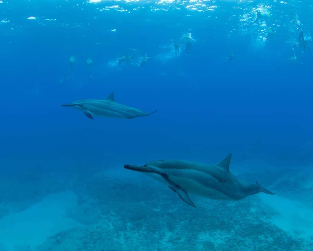 And Youさんのインスタグラム写真 - (And YouInstagram)「​​​Did you know that dolphin often work together with other species to coral food to make hunting easier? ​. ​. ​. ​. ​. ​. ​. ​. ​. ​. ​. ​. ​. ​. ​. ​. ​. ​#hawaiivacation #hawaii #oahu #unrealhawaii #oahutours #ocean #hawaiistagram #hawaiiholiday #dolphins #dolphintour」8月2日 7時48分 - dolphinsandyou