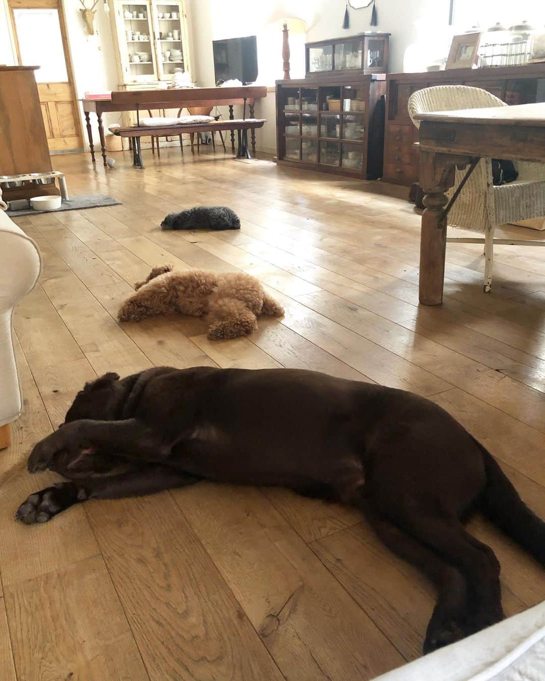 masakiさんのインスタグラム写真 - (masakiInstagram)「Fri.2 Aug 2019 はれ クーラーつけたり消したり、 二階は寝苦しくて、下に降りて寝てたら、 いつのまにか犬も寝てた。 大中小、絶妙な配置w 今日から下で布団生活にしよ…」8月2日 7時54分 - mogurapicassowols