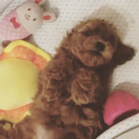 ももちゃん & まろんたんのインスタグラム：「起きられない？？寝ぼけてる？？？ ・ #dog #dogs #dogstagram #poodle #poodles #poodlelove #poodleclub #toypoodle #toypoodles #toypoodlelove #toypoodleclub #east_dog_japan #all_dog_japan #ig_poodle #poodlesofficial #ふわふわ #ふわもこ部 #トイプードル #トイプードル部 #トイプードル大好き #トイプードル多頭飼い #まろんたん #ティーカッププードル #わんこなしでは生きていけません会 #pecoいぬ部 #joker六本木ヒルズ店 #トリミング #puppystagram #toypoodleofficial #puppy」