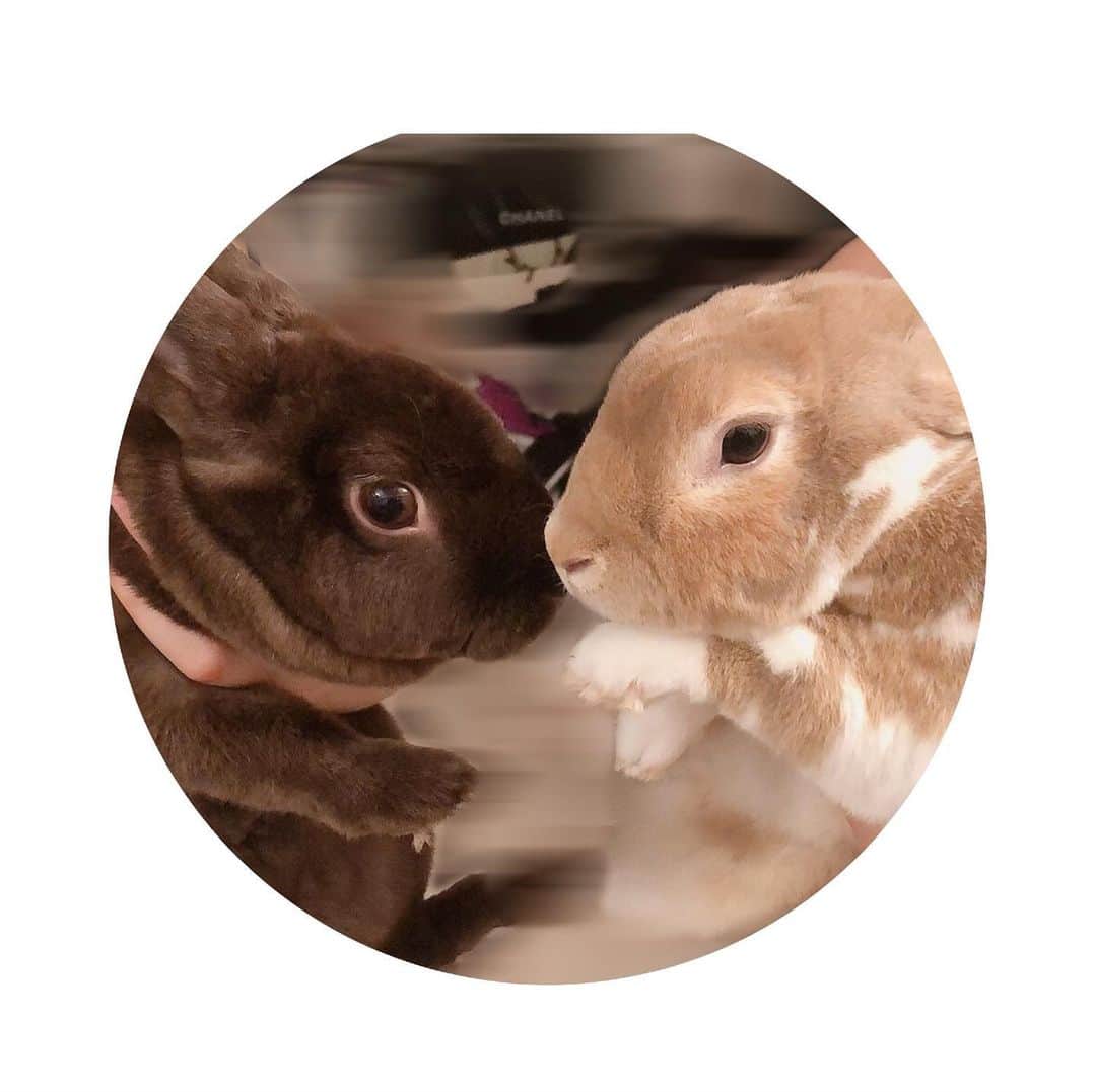 里美ゆりあさんのインスタグラム写真 - (里美ゆりあInstagram)「( *˘ ³˘)♡♡♡ @kuriyamamuiと @rionsawabe と♡♡ #家族#family#ファミリー#ホムパ#rabbit#うさぎ#minirex#ミニレッキス#ネザーランドドワーフ#抱っこ#pretty#cute」8月2日 8時10分 - satomiyuria
