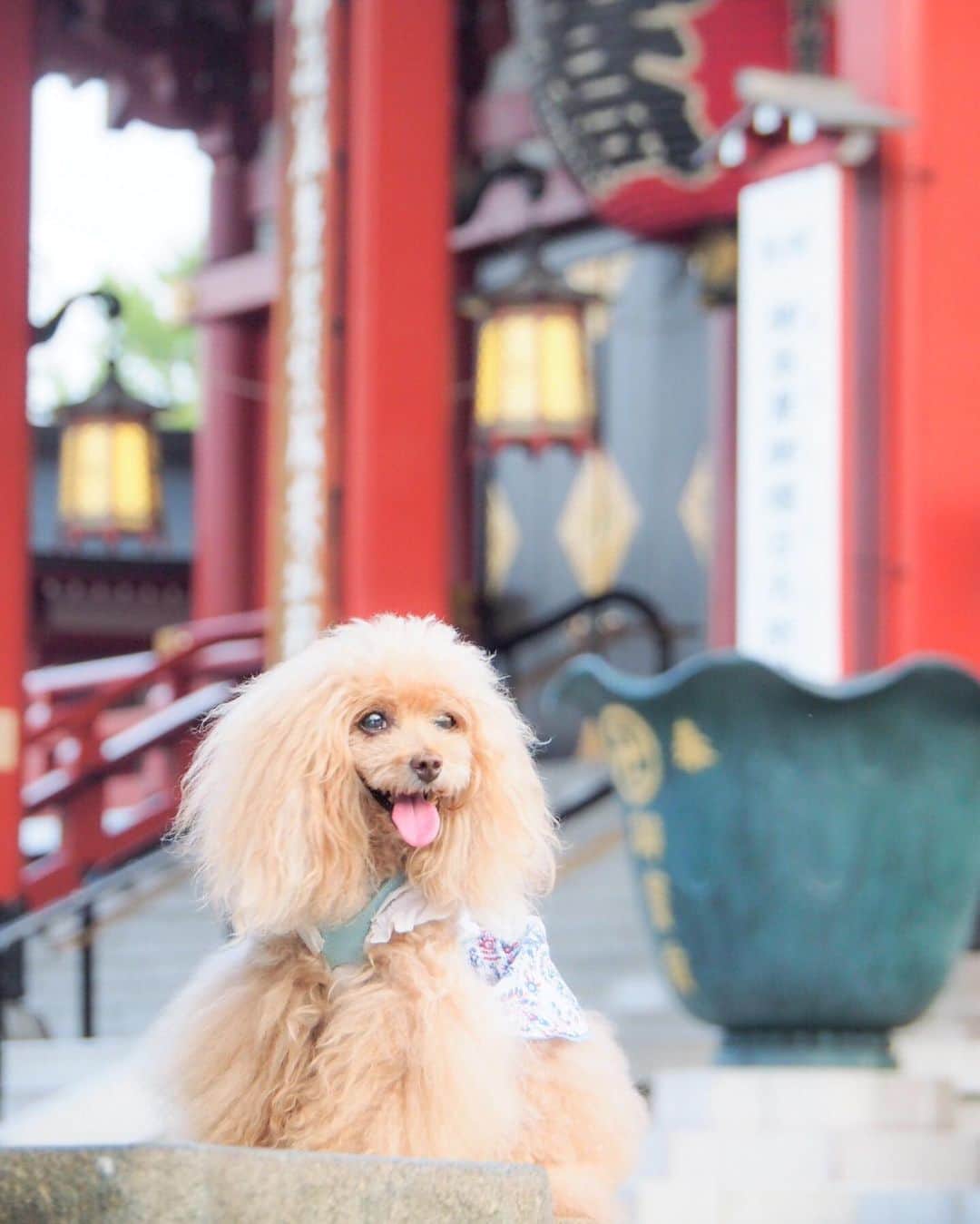 Toypoodle Mikuru?Asakusa Tokyoのインスタグラム：「20190802 Friday. Good morning! Friends 💕 今朝も暑すぎ🥵 . ❶ 午前5時30分前でも暑いです💦 ❷ みくるのガウ動画😰 荒くれ者です。 ❸ わかってますよ。みくるちゃん。 . やっと金曜日。 取り敢えずぐっすり寝たいです😂 . #浅草寺 #荒くれ者みくるん #おにくの国の人だから」