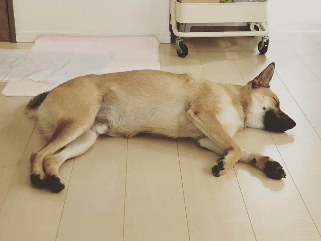 佐々木海さんのインスタグラム写真 - (佐々木海Instagram)「あー、涼しー #犬 #イヌ #イヌスタグラム #いぬすたぐらむ #犬バカ部 #いぬばか部 #ふわもこ部 #いぬら部 #犬のいる暮らし #保護犬 #元野犬 #雑種 #雑種犬 #ビビり犬 #里親 #保護犬を家族に #保護犬を飼おう #殺処分ゼロ #dog #dogs #dogstagram #doglove #doglover #doglovers #doglife #dogslife #rescuedog #rescueddog」8月2日 8時27分 - umi_carnelian