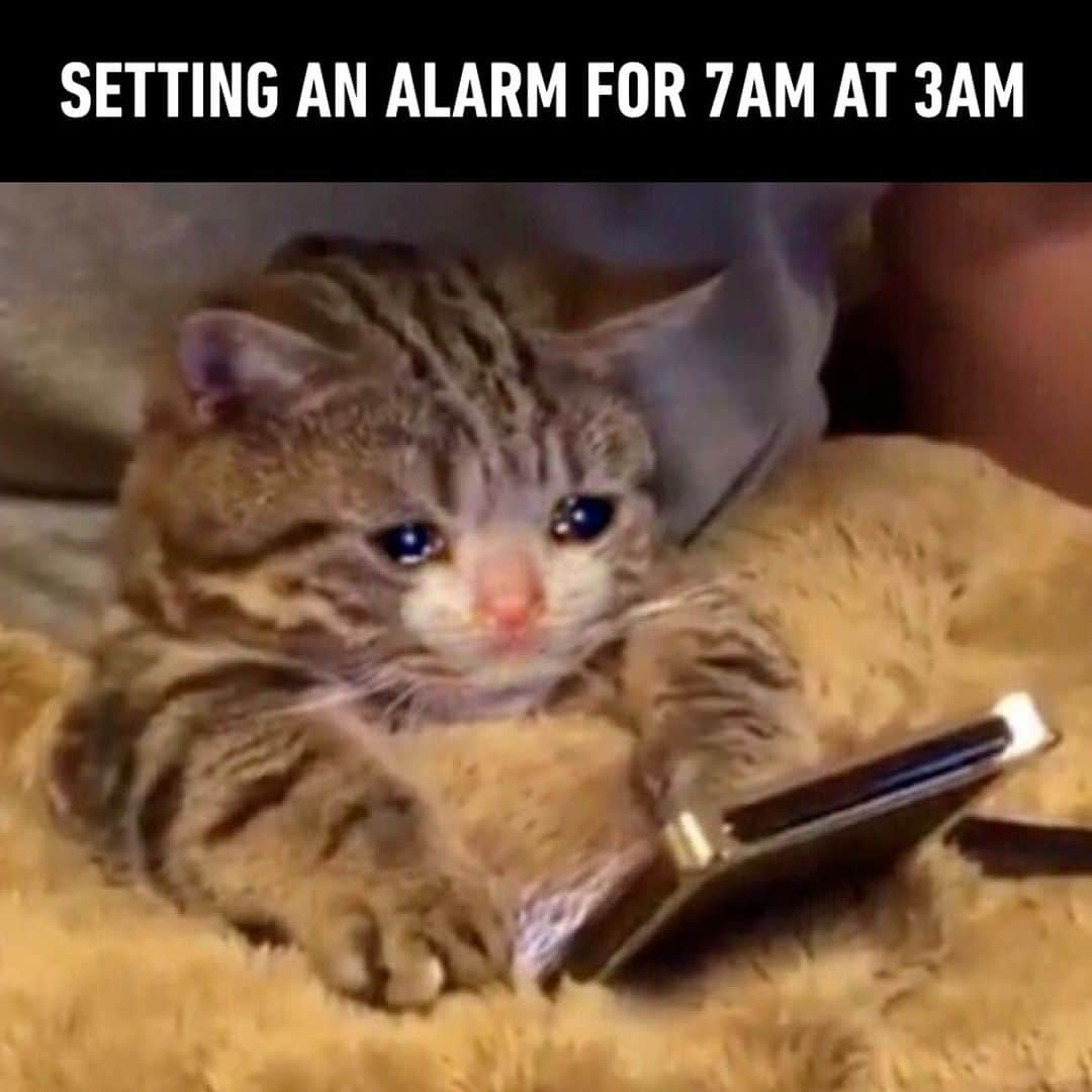 9GAGさんのインスタグラム写真 - (9GAGInstagram)「*still checks social media a few times before closing my eyes*⠀ #cat #sleep #alarmclock」8月2日 0時00分 - 9gag