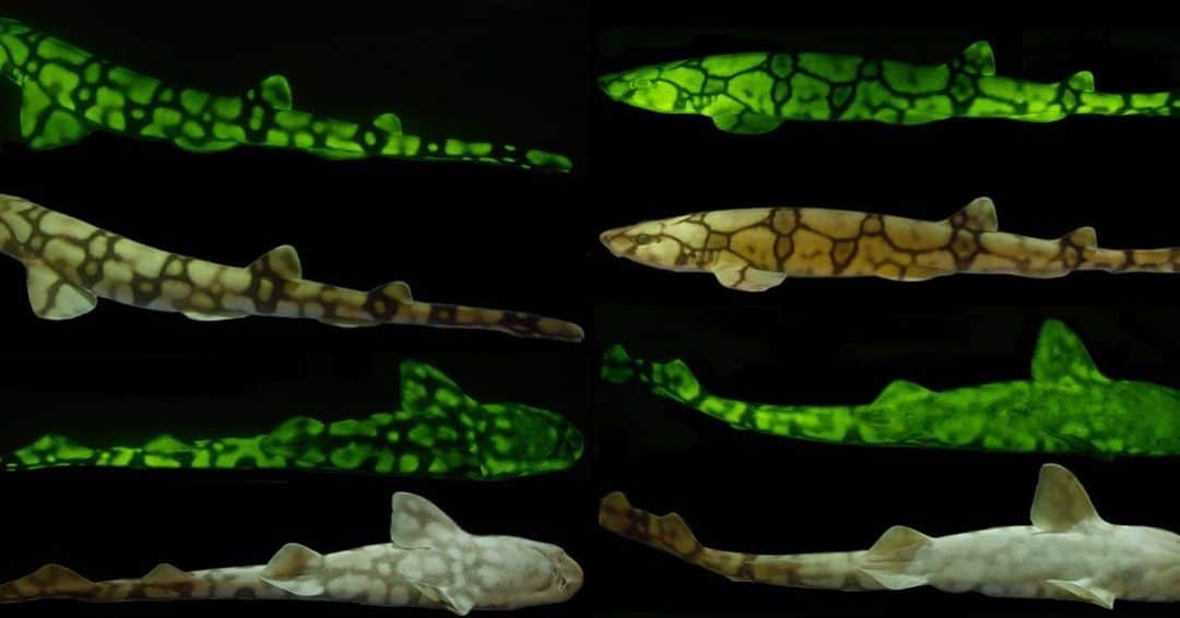TED Talksさんのインスタグラム写真 - (TED TalksInstagram)「Don’t let the glow fool you — you probably won’t see these biofluorescent swell sharks anytime soon. Marine biologist David Gruber and his team discovered them deep in a canyon off the coast of California. Females (left) and males (right) have distinct twinkling spots and patterns that make it easier for them to see each other in their dark underwater world. Curious why they’re called “swell sharks”? Well, when they’re threatened, they can gulp down water and blow up like an inner tube to twice their original size to avoid getting eaten. To learn more about biofluorescent sea creatures, go to go.ted.com/glowsharks. Happy #sharkweek!  Photo courtesy of David Gruber」8月2日 0時06分 - ted