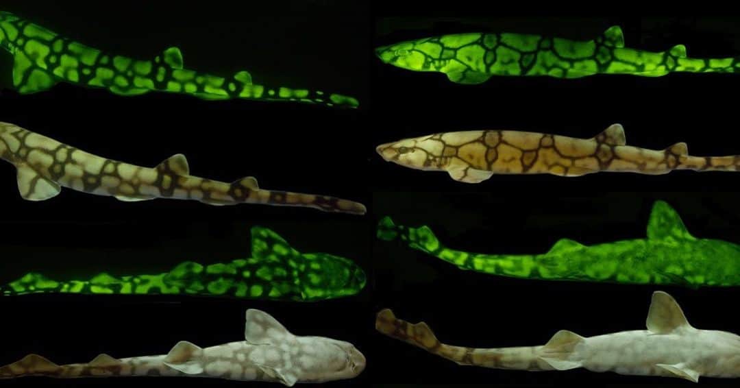 TED Talksのインスタグラム：「Don’t let the glow fool you — you probably won’t see these biofluorescent swell sharks anytime soon. Marine biologist David Gruber and his team discovered them deep in a canyon off the coast of California. Females (left) and males (right) have distinct twinkling spots and patterns that make it easier for them to see each other in their dark underwater world. Curious why they’re called “swell sharks”? Well, when they’re threatened, they can gulp down water and blow up like an inner tube to twice their original size to avoid getting eaten. To learn more about biofluorescent sea creatures, go to go.ted.com/glowsharks. Happy #sharkweek!  Photo courtesy of David Gruber」
