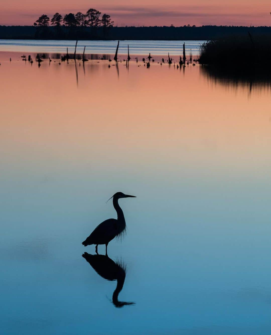 アメリカ内務省さんのインスタグラム写真 - (アメリカ内務省Instagram)「The magnificent sky reflects a blend of colors on the water at Blackwater National Wildlife Refuge in #Maryland. A patient, great blue heron fishes as the sun sets, reminding us that the crepuscular hour is an excellent time to watch for wildlife. With four land trails and over 20,000 acres open for public recreation, the refuge has activities for visitors all year long. Paddling, hiking, fishing or spotting bald eagle nests are just a few reasons people return to this compelling place time and time again. Photo by Zolt Levay (www.sharetheexperience.org). #usinterior #nationalwildliferefuge」8月2日 0時22分 - usinterior