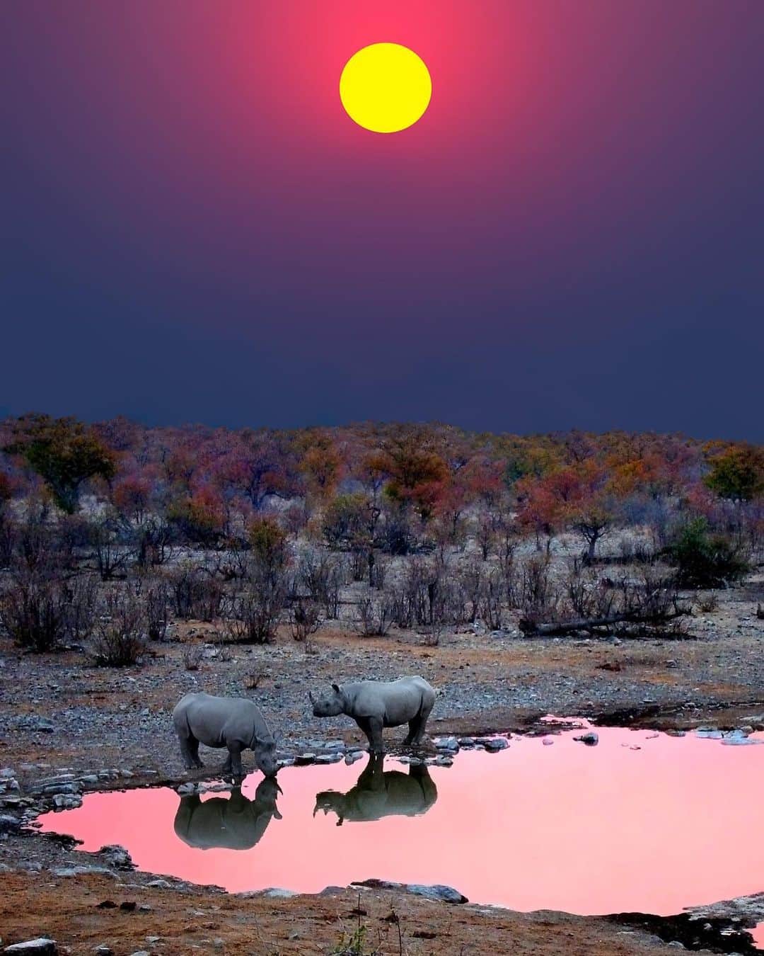 Earth Picsさんのインスタグラム写真 - (Earth PicsInstagram)「Rhinos 🦏 🦏 in Etosha National Park Namibia 🇳🇦 check out @paultje_nl . . . . . . . . . #travellife, #travelphoto, #travelpics, #traveldiaries, #travelbug, #travelawesome, #travelpic, #travelers, #travelgirl, #traveldiary,」8月2日 0時40分 - earthpix