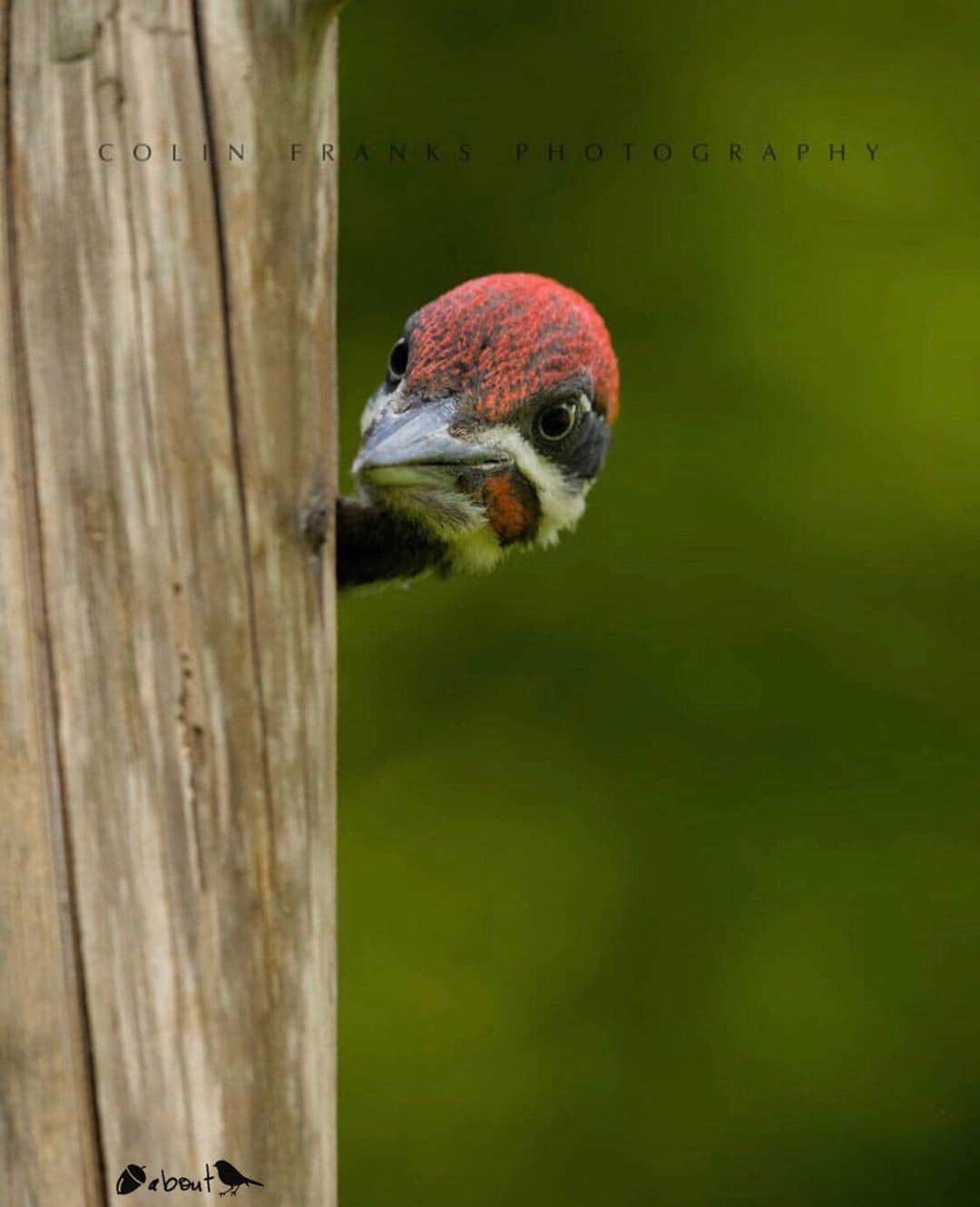 エイミー・セダリスさんのインスタグラム写真 - (エイミー・セダリスInstagram)「#Thursdee #Repost @nuts_about_birds ✨ Pileated woodpecker (Dryocopus pileatus), Canada 🇨🇦 ✨ . . 📸 Photographer: @colinfranksphotography . . ✨Congratulations on your NAB shout out!✨ . . Photo chosen by Barbi @pjlvr . cc  @Cowpi32 @Cgarley13 @Cagelmaxi  @vinay.r.gowda  @wind.and.wing @Awhearne . 🌍 Please support our new venture!🔜 @Nuts_About_Nature_ Posting Top quality photography whilst promoting the conservation of our beautiful world of nature!🌳 .」8月2日 0時43分 - amysedaris