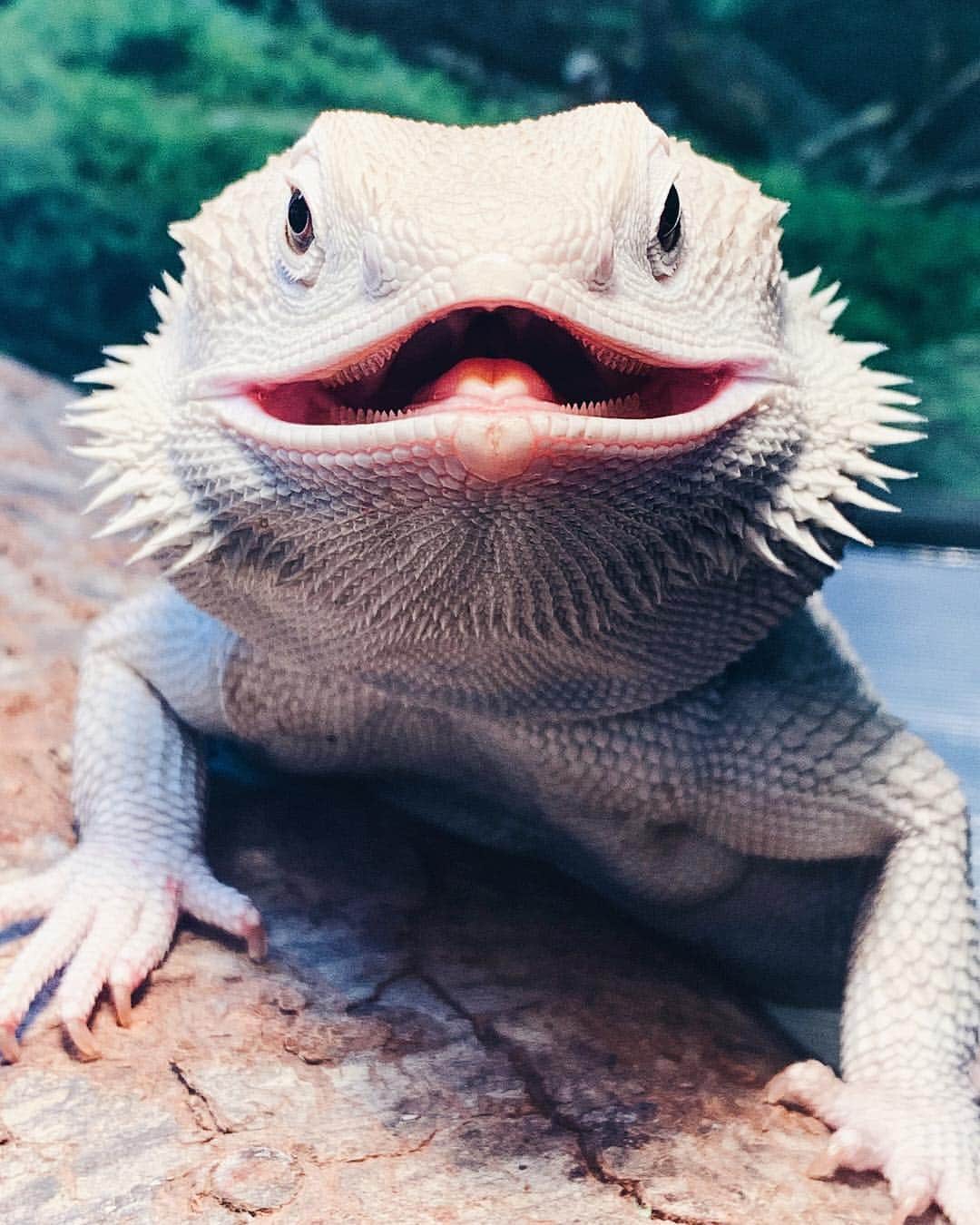 appleさんのインスタグラム写真 - (appleInstagram)「“Another day spent basking for Escobar.” #reptile #ShotoniPhone by Myx R. @escobarthebeardie」8月2日 0時44分 - apple