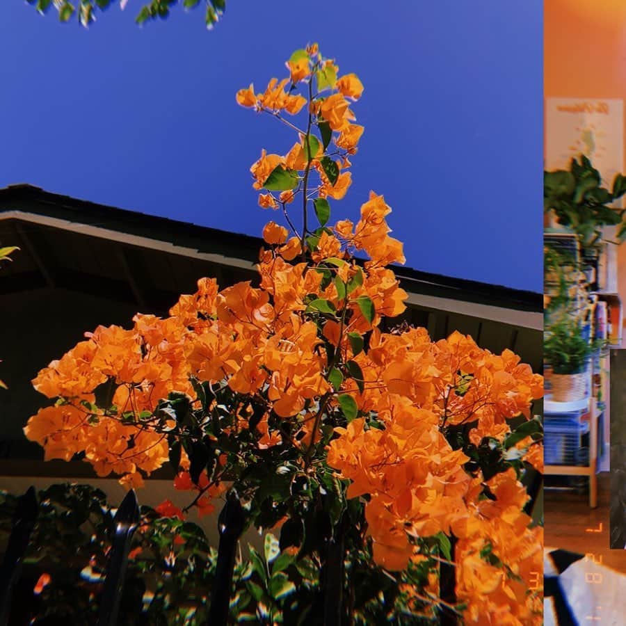 ショーン・エバリストのインスタグラム：「Enjoying these happy days at home 👫We planted this bougainvillea in the front of our house and BOOM. 👀How fulfilling to see this thing thrive🌱Plants teach you a lot man, get yourself some if you don’t have some already☀️」