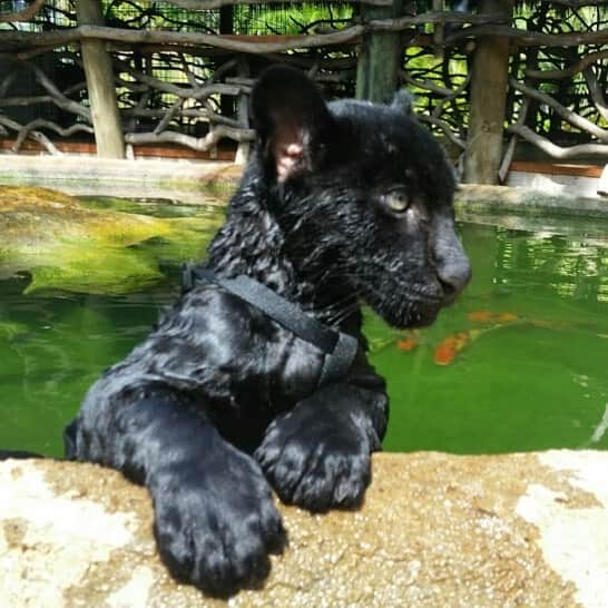 Zoological Wildlife Foundationさんのインスタグラム写真 - (Zoological Wildlife FoundationInstagram)「#tbt Onyx four years ago🖤🐾 . #jaguar #notpets #blackjaguar #zwf #zwfmiami #bigcat #nature_perfection」8月2日 2時16分 - zwfmiami