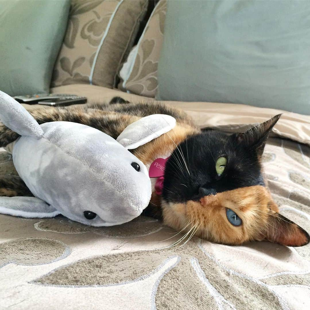 Venus Cat さんのインスタグラム写真 - (Venus Cat Instagram)「Caption this #tbt pic from 2014! We’ll feature the most liked/voted comments in stories. 🦈🦈🦈 #sharkweek #shark #unusualfriendships #unlikelyfriends #weeklyfluff #catsofinstagram」8月2日 3時46分 - venustwofacecat