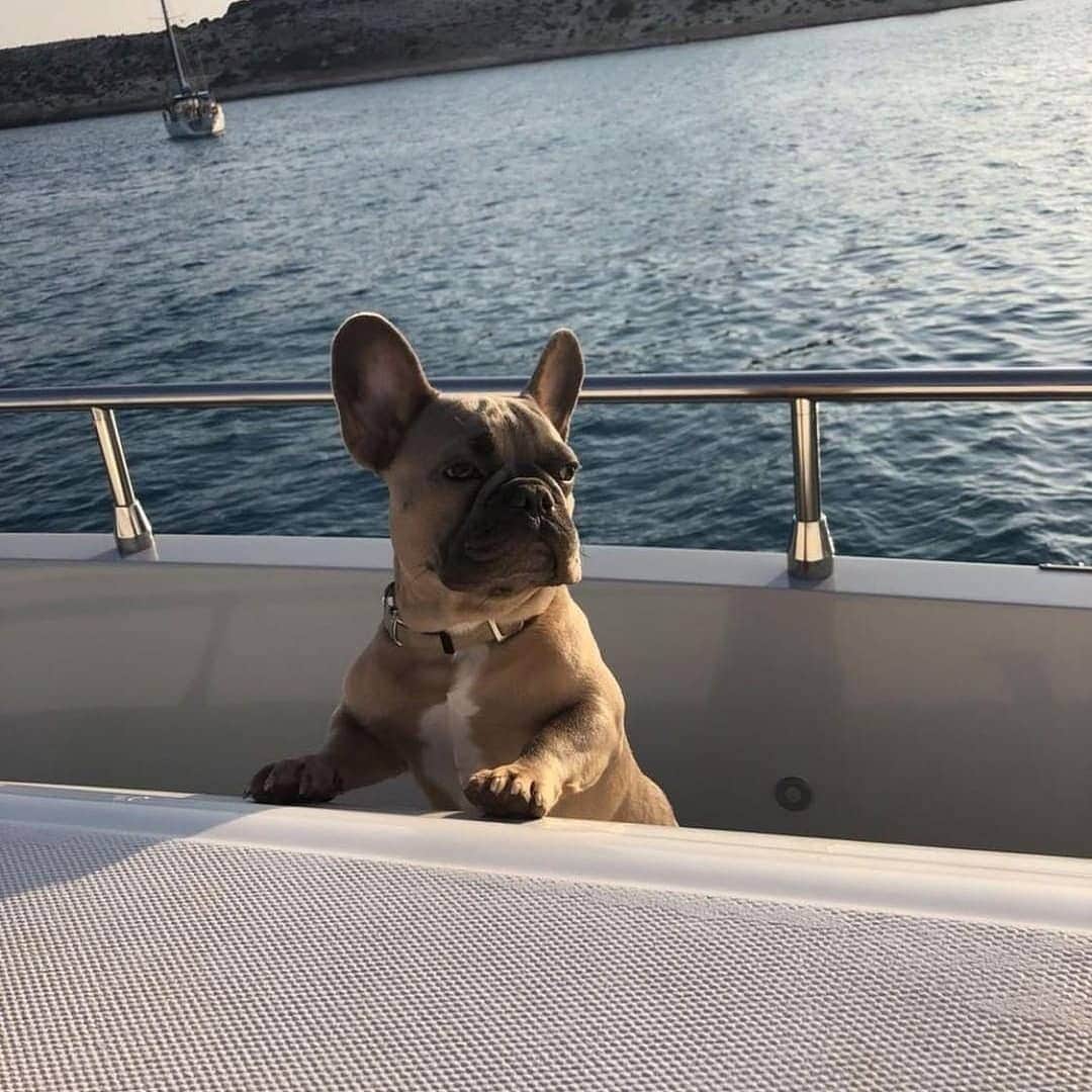 French Bulldogさんのインスタグラム写真 - (French BulldogInstagram)「We are devastated to hear that our Dexter has passed away 💔 He had a beautiful life with our brother @dimi_fidi See you on the other side dear Dexter 😢💧 ...you will never be forgotten and you have special place in out hearts FOREVER ❤ . . . . . #frenchbully #frenchielove #dogsandpals #frenchbulldogs#weeklyfluff #french_bulldogs #dogsofinstagram #dogsofinsta#puppiesofinstagram #puppylove #instadog #frenchie#frenchiesofinstagram #frenchielove #love #dailybarker#squishyfacecrew #frenchieoftheday #dogoftheday#lovemydog #frenchiegram #cutenessoverload#dog_features #frenchieringer #mydogiscutest #instapuppy#frenchielife」8月2日 3時54分 - frenchie.world