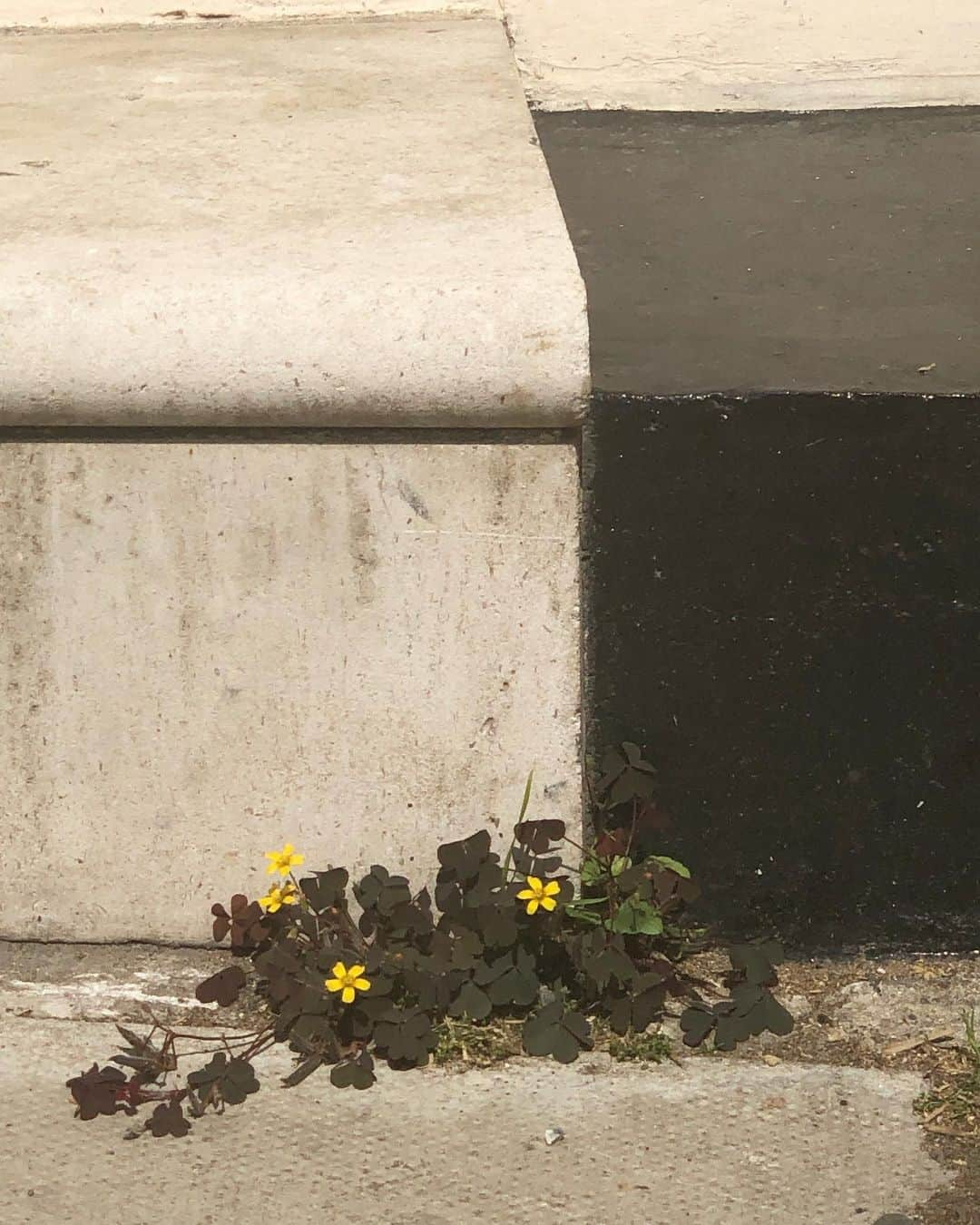 ニック・ナイトさんのインスタグラム写真 - (ニック・ナイトInstagram)「Little flowers growing on a door step in Belgravia. Things that catch my eye 10.」8月2日 3時57分 - nick_knight