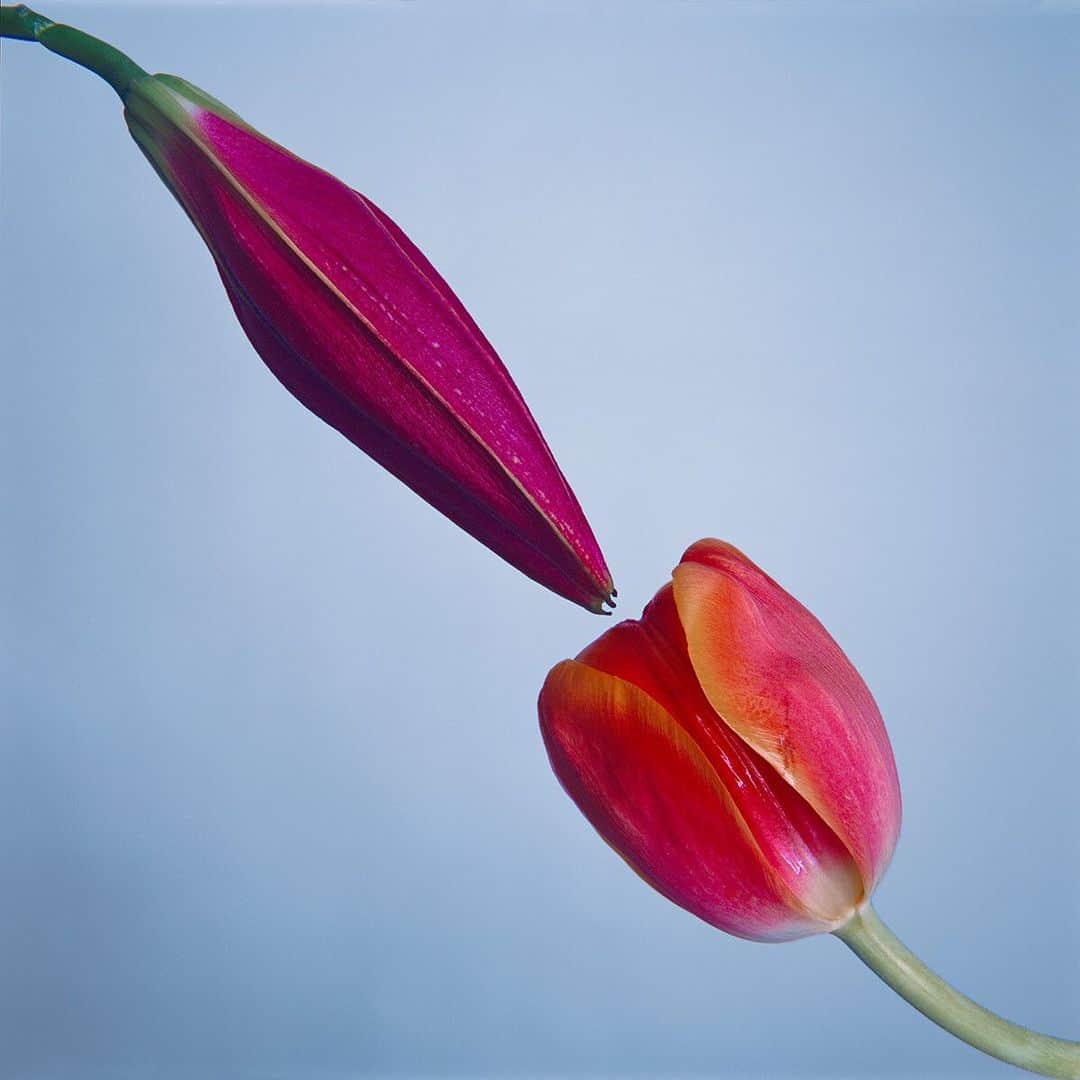 のインスタグラム：「Stubbornness hurts the stubborn the most, we get set in our ways, we worry that change will corrupt us, somehow the status quo becomes the everyday and before you know it you lived a life without risk, and full of regrets, take the risk love you life and stop carrying weight that other people put on you. This is something new for me I barely ever shoot things other than people, but I kept seeing this image in my head and I had to take it. This is a new work from my series called Flowers this is called Pollination this print will be on display for the first time in Dallas Sept 14th I can’t wait to see the whole series together. What does this make you feel? Would you hang this in your home? Want to see more from this series?」