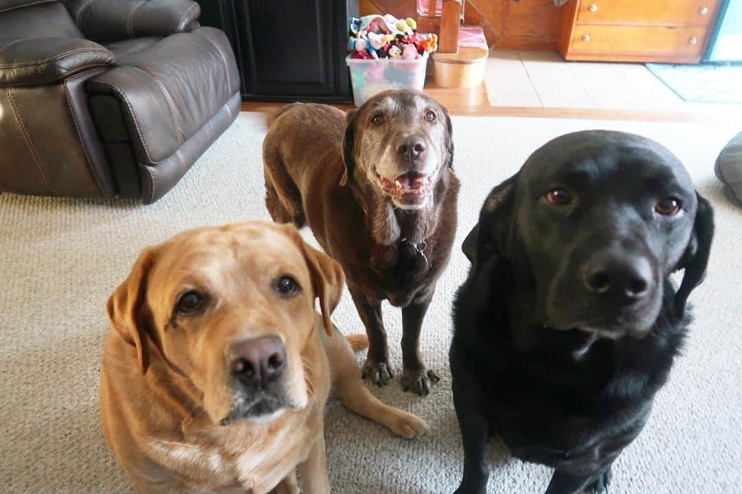 Jake And Gingerさんのインスタグラム写真 - (Jake And GingerInstagram)「What can be better than celebrating Ginger’s 8th birthday with one ginger? How about two!❤️❤️ happy birthday Ginger!!🎊 #birthdaygirl #talesofalab #fab_labs_ #labs_of_insta #dogsofinstagram #weeklyfluff」8月2日 4時44分 - jake_n_ginger