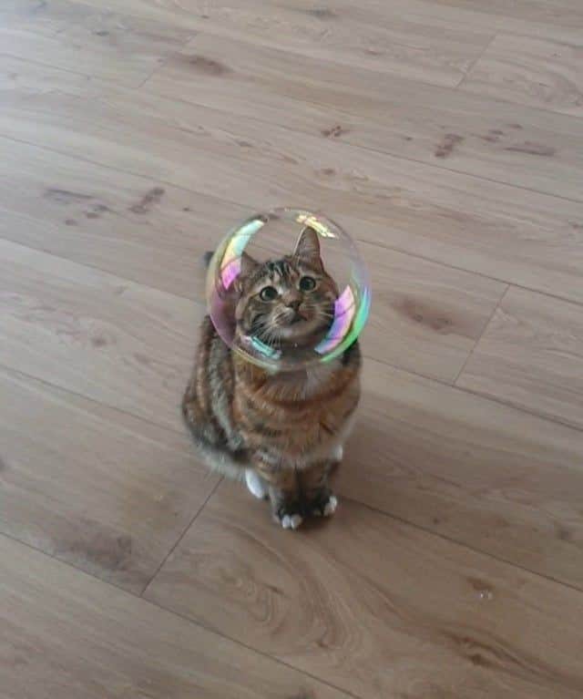 Aww Clubさんのインスタグラム写真 - (Aww ClubInstagram)「Meowsterio⠀ ⠀ #meowed #bubble #tabby #mysterio #spiderman #farfromhome」8月2日 6時00分 - meowed
