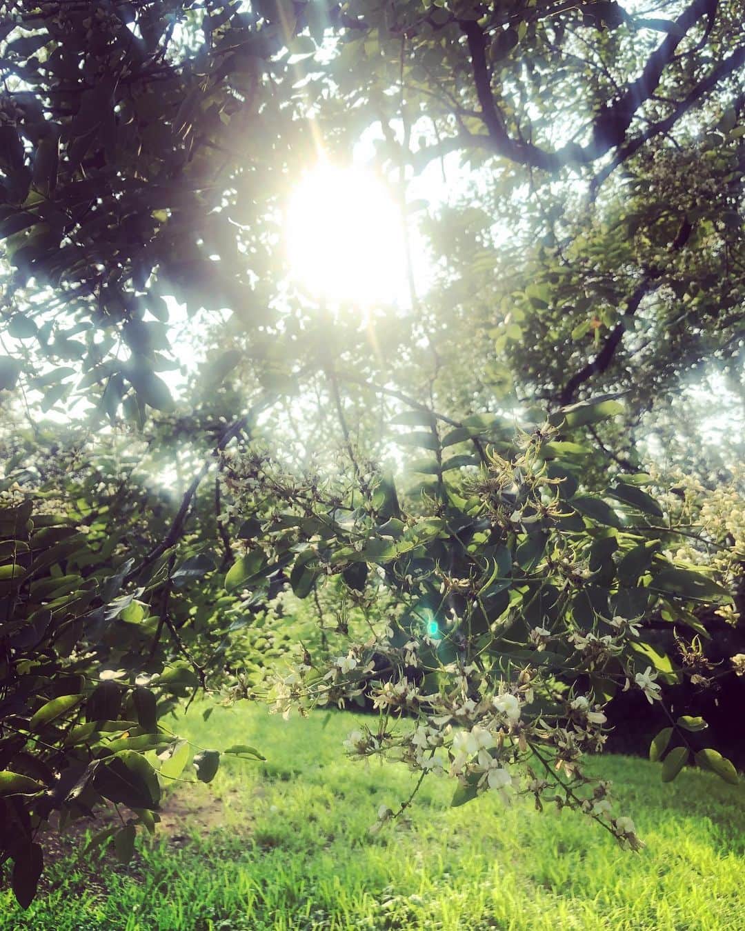 井上侑さんのインスタグラム写真 - (井上侑Instagram)「おはよ  #morning #inthepark #green  #flowers #woods #forest #morningsunshine #sunshine #sun #深呼吸」8月2日 6時10分 - yuinouehappy