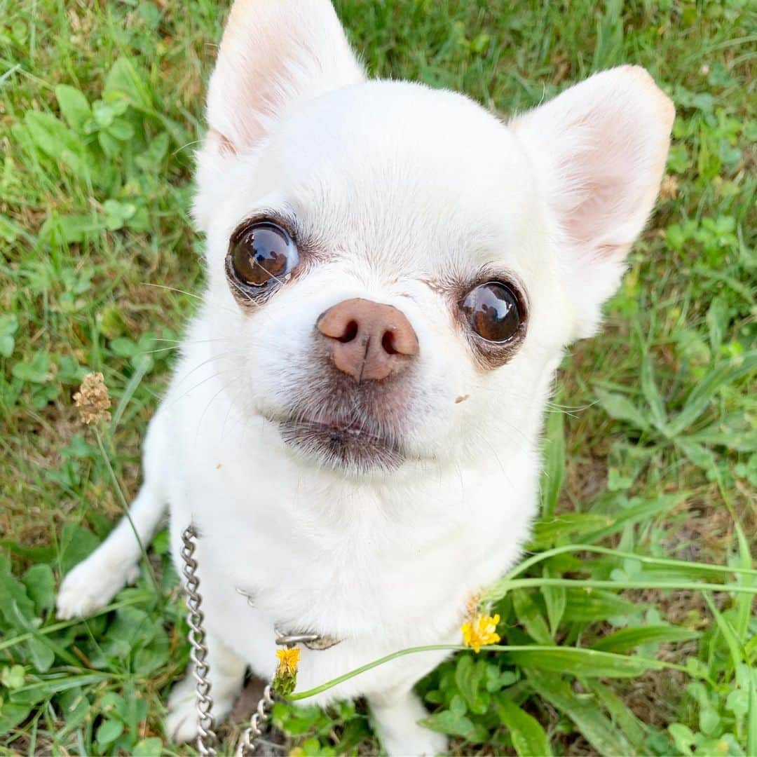 KORIKIのインスタグラム：「おはようございます♪ * #朝ん歩 #dogofsapporo #dog, #dogs, #dogstagram,#chihuahua,#犬バカ部,#チワワ,#koriki, #hanadog #白スムチ連合会, #スムチー,  #dogofthedayjp, #dogoftheday  #ilovemydog #instadog #instapet #WhiteChihuahua  #吉娃娃 #치와와  #dogsofinstagram #Chihuahualover  #チワワの輪 #barkbox #WhiteChihuahuaParty #もふもふモフモフ」