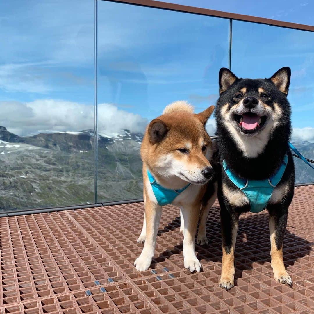 ?Fricko the Shiba Inu?のインスタグラム：「We were very brave today, we went to the top of Dalsnibba ⛰ now it’s time to go home and take a good rest!😆 We love Norway 🇳🇴 very much!! 🐾 🐾 🐾 #FrickoandKeaton #🐶 #☀️ #shiba #shibainu #dog #柴犬 #赤柴 #黒柴  #adorable #shibalovers #shibaholics  #dogoftheday  #weeklyfluff #aww #dogstagram  #dogscorner #puppiesofinstagram #shibapuppy #norway」