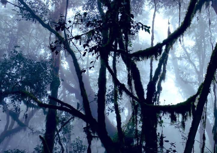 野口健さんのインスタグラム写真 - (野口健Instagram)「キリマンジャロ山麓のジャングルを歩く。ジャングルがもつ生命力の強さに自分の生命が吸い込まれていきそうな感覚に陥る。ジャングルは美しいというよりも生々しい。  #野口健#キリマンジャロ#ジャングル」8月2日 6時50分 - noguchiken8848