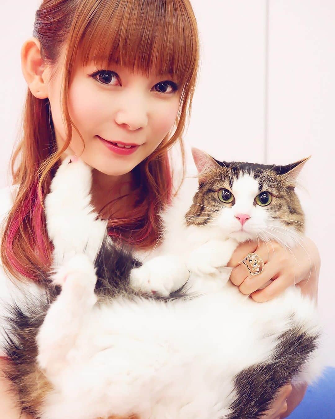 中川翔子さんのインスタグラム写真 - (中川翔子Instagram)「愛猫のピンクちゃん^_^ #8月16日に越谷でイベントやります #中川翔子 #しょこたん #猫 #cat #ねこ #動物」8月2日 6時50分 - shoko55mmts