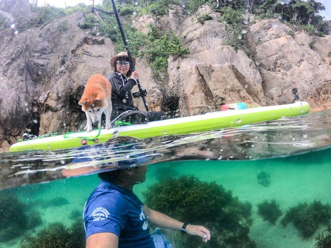 BlackRed shibasさんのインスタグラム写真 - (BlackRed shibasInstagram)「Family trip! おはよう！ 今日も頑張って！ . . . . #goprohero7 @gopro @goprojp . . #GoProJP #neneandmusashi2019 #GoPro #ゴープロ #shiba #shibinu #柴犬 #しばいぬ #japan #gopropets #lovely #cute #goprodog #goproのある生活 #happy #goprodog #gopropets #otvadventures #besomedoggy #doggo #goprodogsquad #redpaddleco #capturedifferent #柴犬ライフ #gopro7 #goprohero7black #sup #sea #海」8月2日 6時52分 - black_red_jp