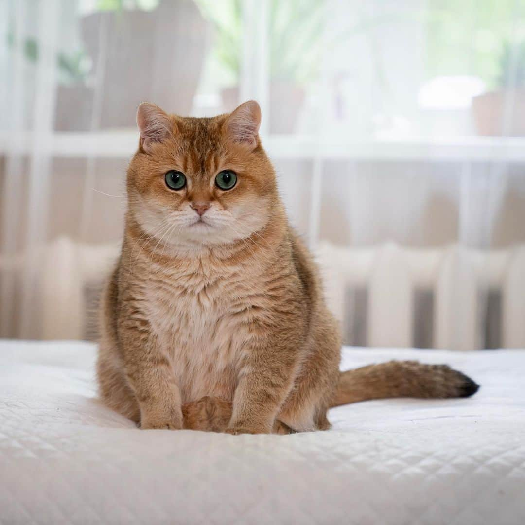 Hosicoさんのインスタグラム写真 - (HosicoInstagram)「Have you forgotten that my birthday is coming soon? 💌」8月2日 16時37分 - hosico_cat