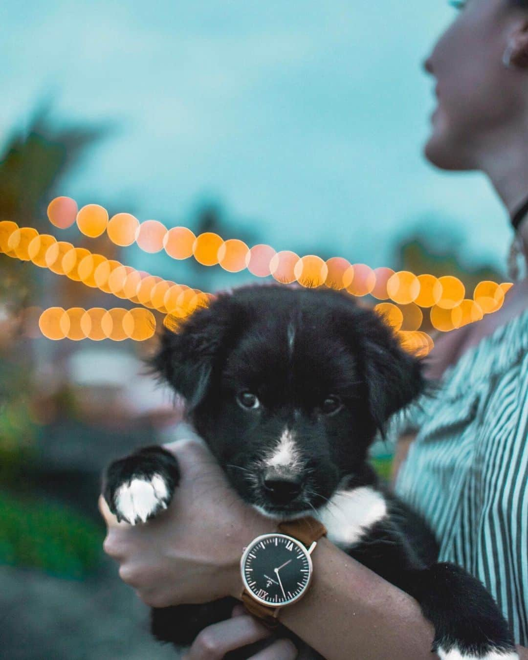 Kapten & Sonさんのインスタグラム写真 - (Kapten & SonInstagram)「'A true friend leaves paw prints on your heart!' 🐶 @whatsthehelen wears our Campus Black Brown Vintage Leather - Did you already discovered our summer sale? If not - hurry up Kaptens! ☀️ #bekapten #kaptenandson⁠⠀ .⁠⠀ .⁠⠀ .⁠⠀ #watches #summersale #cute #puppies #puppylove #instapuppy #petstagram #lovedogs #lovepuppies #travelling #travelgram #traveladdicted」8月2日 16時44分 - kaptenandson