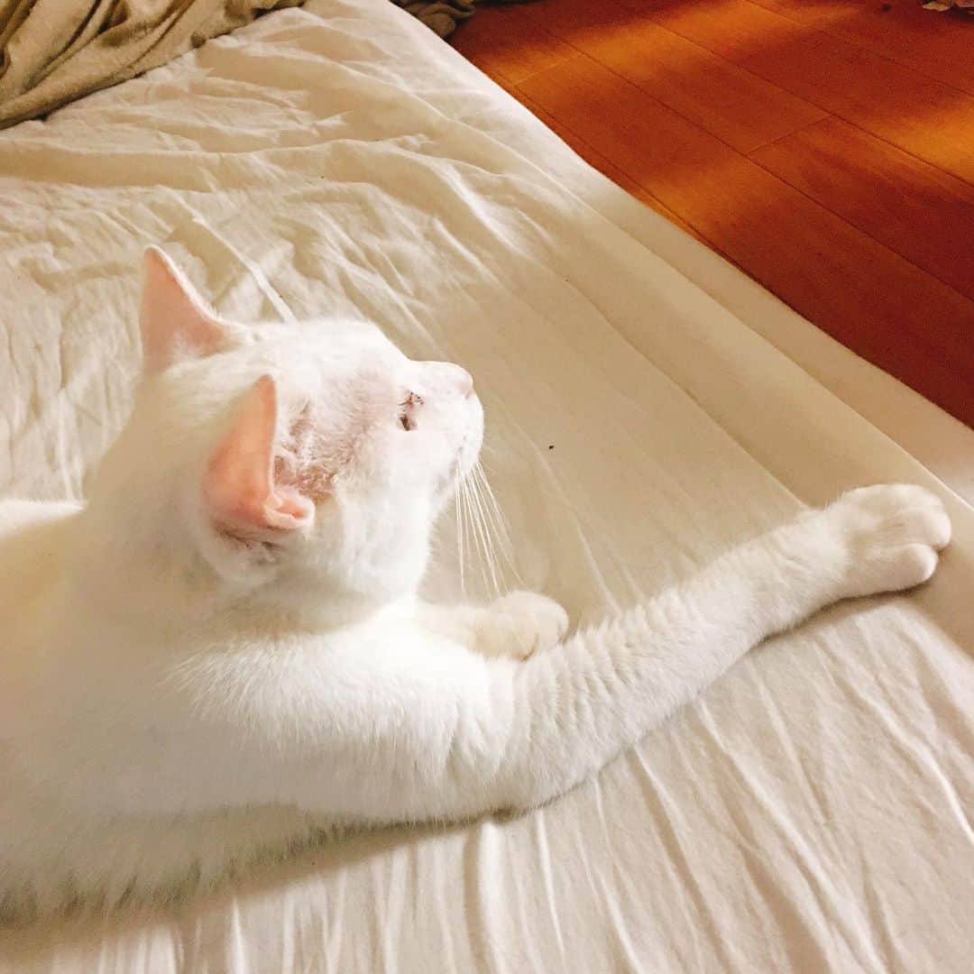 金巻ともこさんのインスタグラム写真 - (金巻ともこInstagram)「猫になりたい #kurohakuchai #cat #猫 #白猫 #whitecat」8月2日 16時44分 - tomotomoco