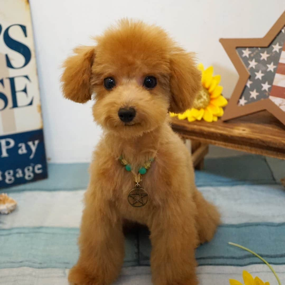 平田梨奈さんのインスタグラム写真 - (平田梨奈Instagram)「親バカです❤️#初カット #tinypoodle #トイプードル #トイプー #アルド #タイニープードル #toypoodlegram #pets #cutedog #instapoodle #petlovers #といぷーどる # #プードル」8月2日 16時58分 - hirari_official