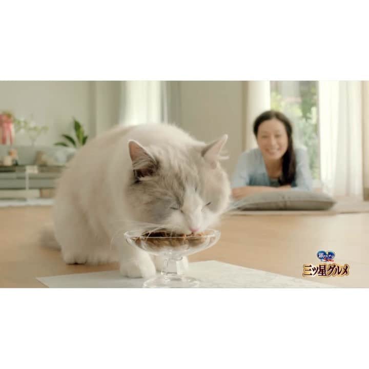 竹中友紀子のインスタグラム：「#出演情報 ユニチャームさんの 銀のスプーン 三ツ星グルメ TV-CM 「三ツ星のお店」篇 にチラリ出演させていただいています。 念願のにゃんことの共演^ ^ キュートなにゃんにメロメロ♡ 幸せな現場でした〜 #ラグドール」