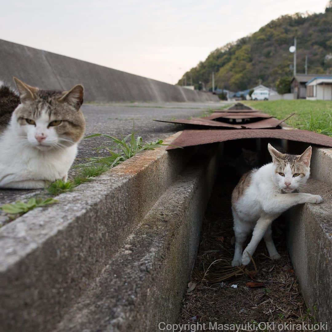 Masayukiさんのインスタグラム写真 - (MasayukiInstagram)「よそ見してる間に。  #cat #ねこ」8月2日 17時19分 - okirakuoki