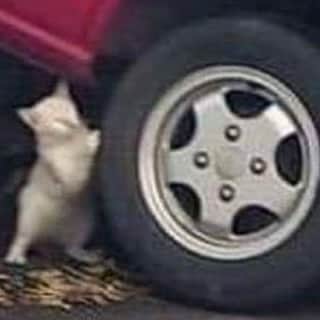Aww Clubさんのインスタグラム写真 - (Aww ClubInstagram)「Don't worry I'm a meowchanic I can fix it  #meowed #superhero #mechanic #icanfixit #dontworry #easyjob」8月2日 17時33分 - meowed